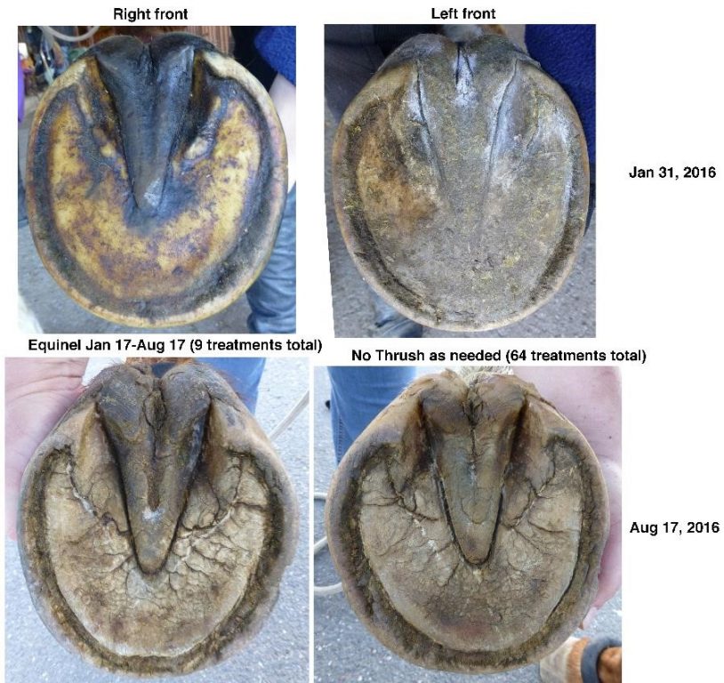 Comparison of Equinel and No Thrush treatments on the health of frogs